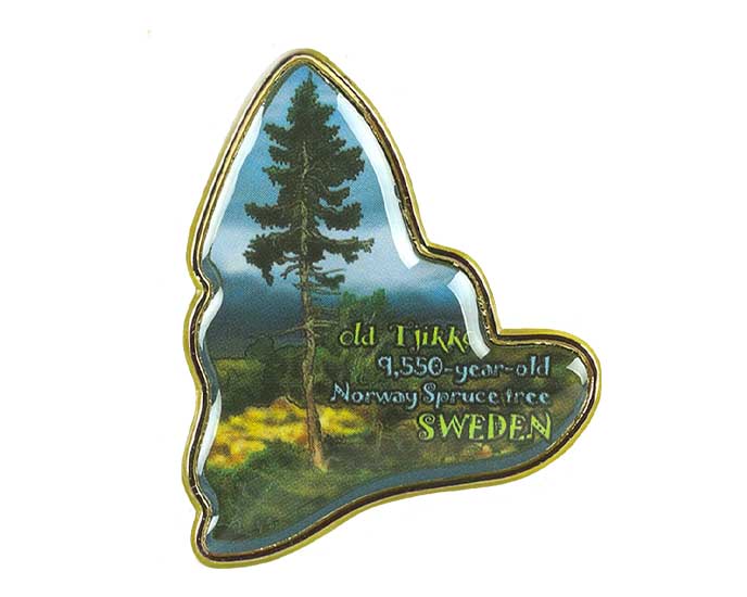 Old Tjikko Spartan and the Green Egg