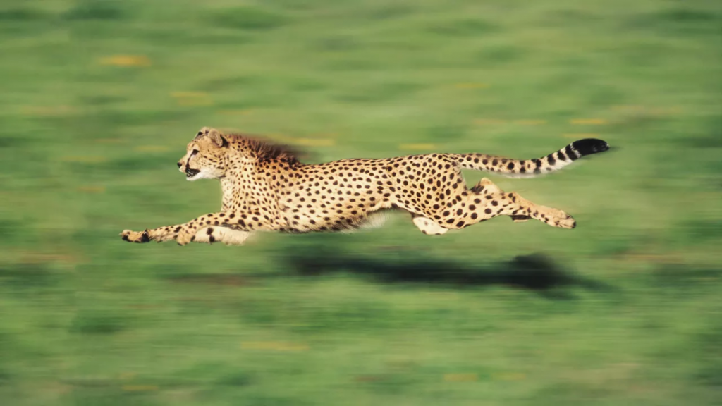 THE WORLD'S FASTEST ANIMALS AND WHERE THEY LIVE - Spartan and the Green Egg