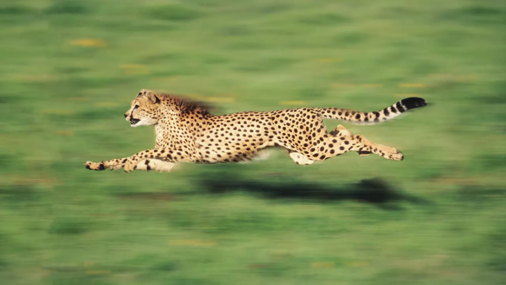 THE WORLD S FASTEST ANIMALS AND WHERE THEY LIVE Spartan And The Green Egg   Fastcompany 1024x576 