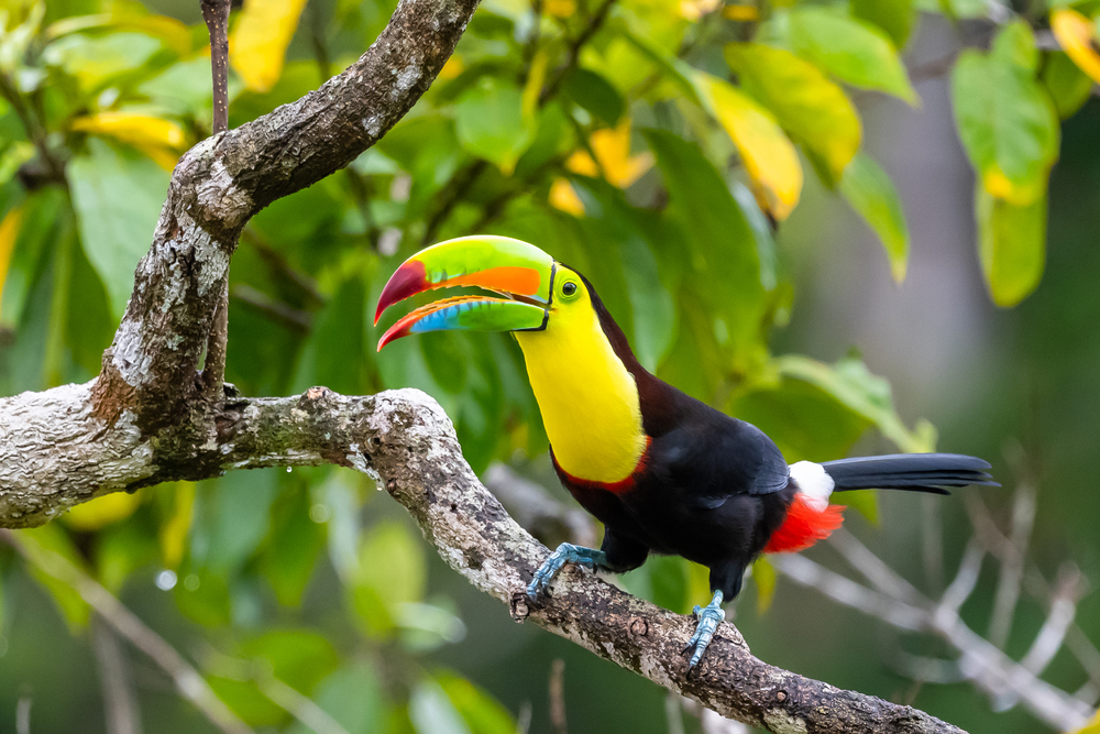 Tropical Birds Around The World - Spartan and the Green Egg