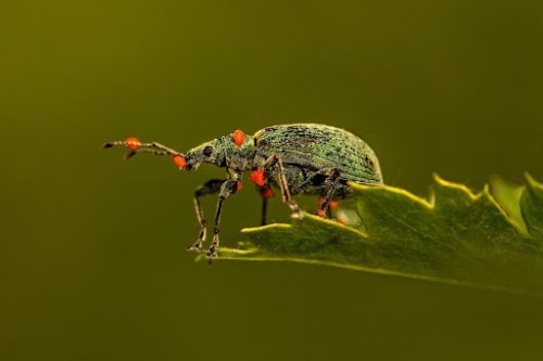 Best Bugs To Catch - Spartan and the Green Egg